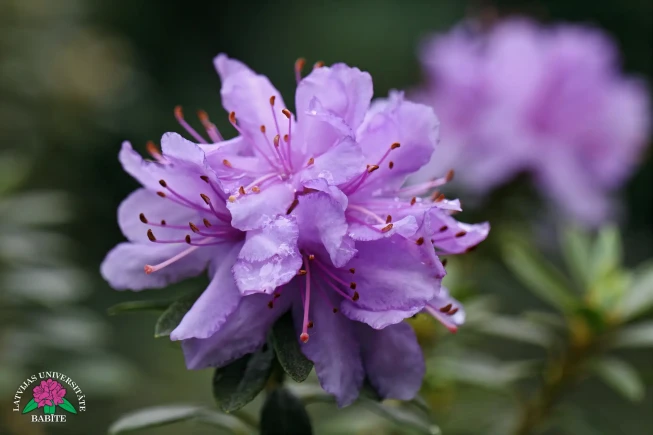 Rhododendron   'Krumlov'